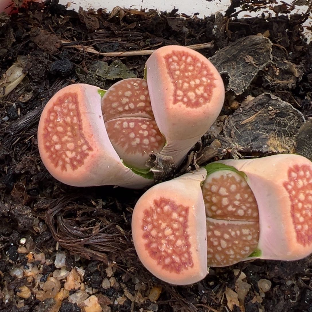 1.15好看的多肉118