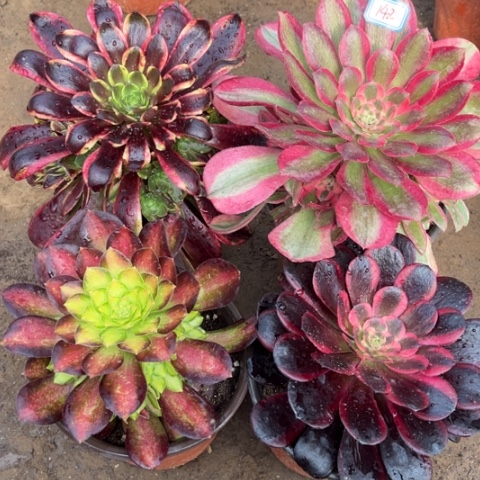 142多肉植物组合