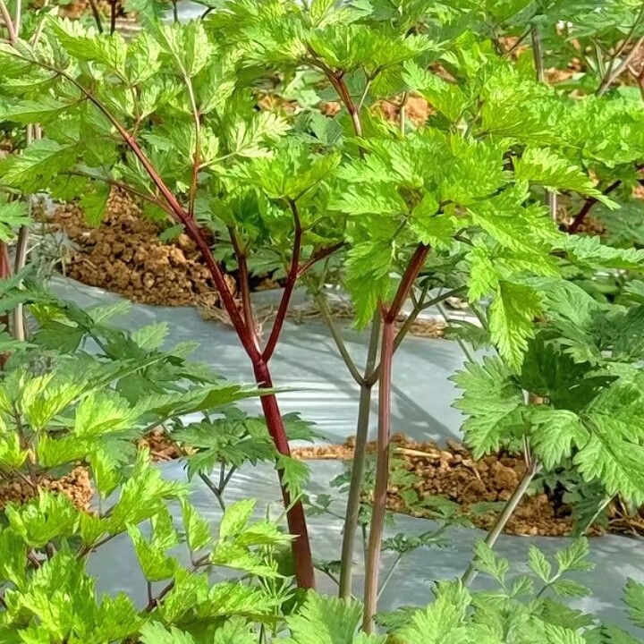 甘肃高原种植当归，当归500克新货包邮