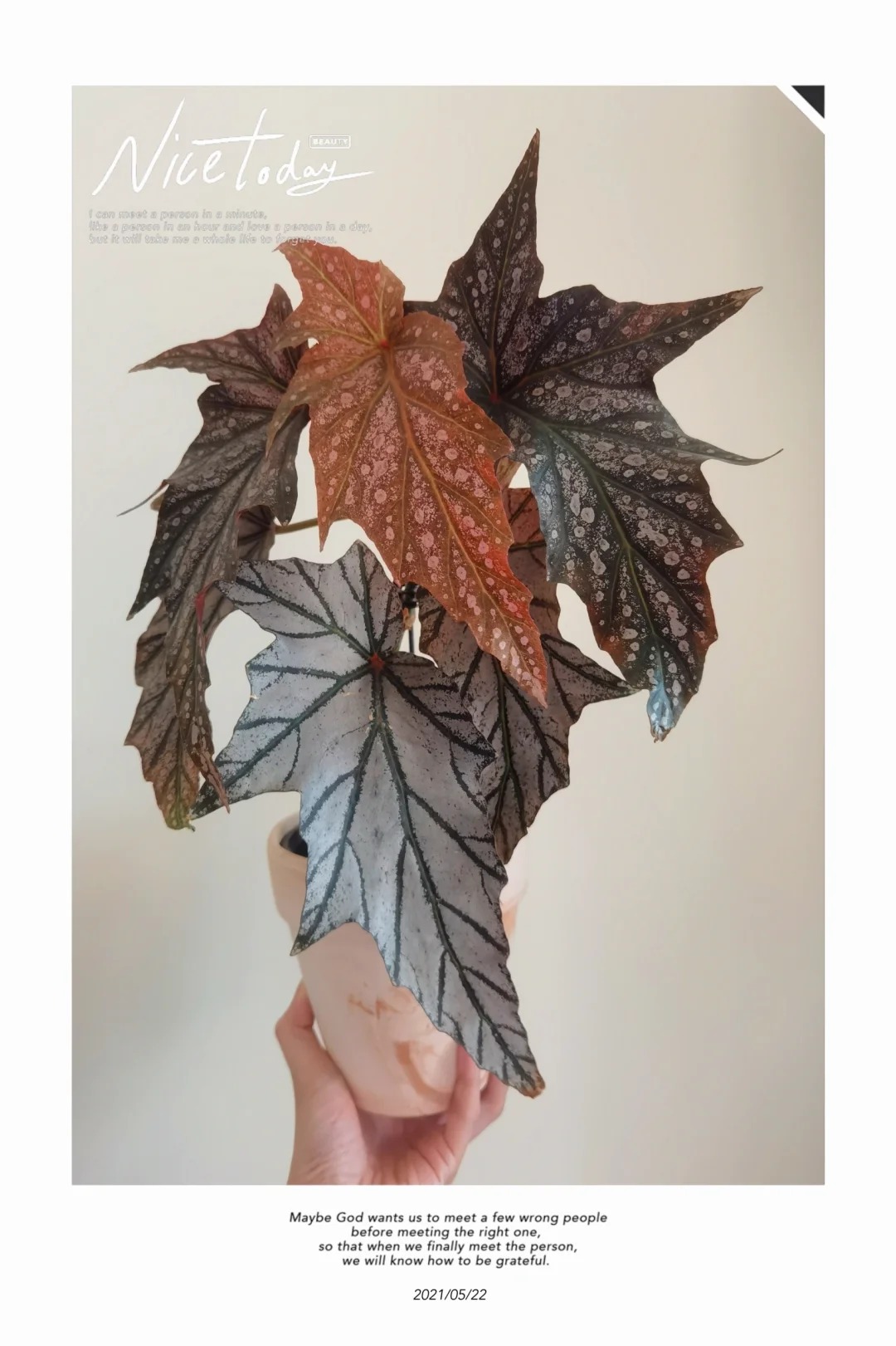 迪米特里秋海棠室内绿植趣味盆栽阳台办公室观叶植物