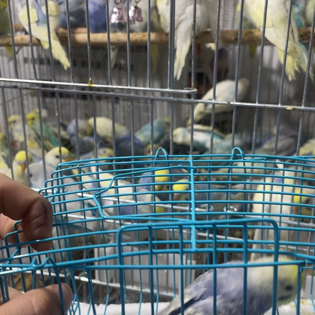 虎皮鹦鹉金彩鹦鹉