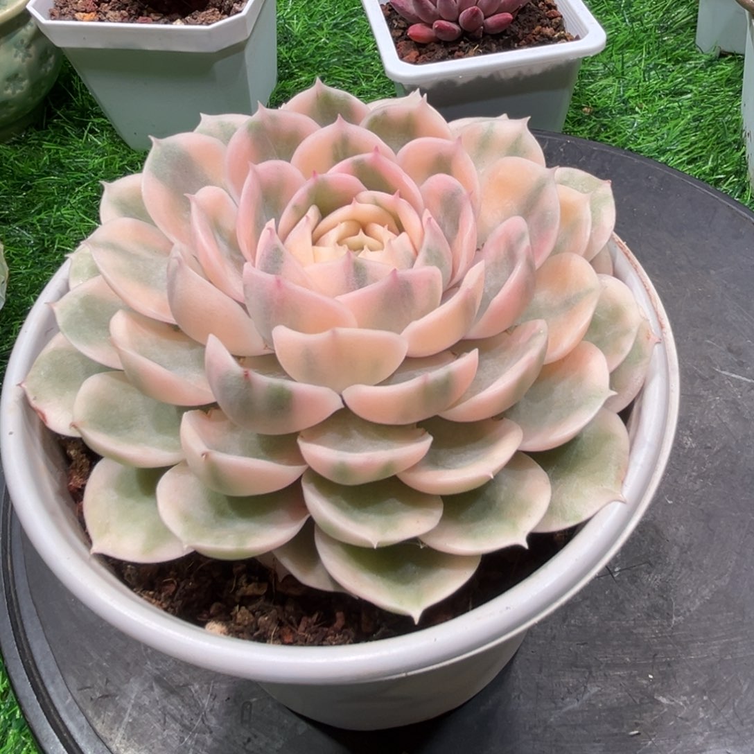 绿体，昂斯诺，一物一拍