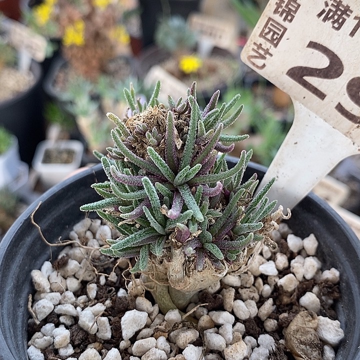 291一一一一一一一一一