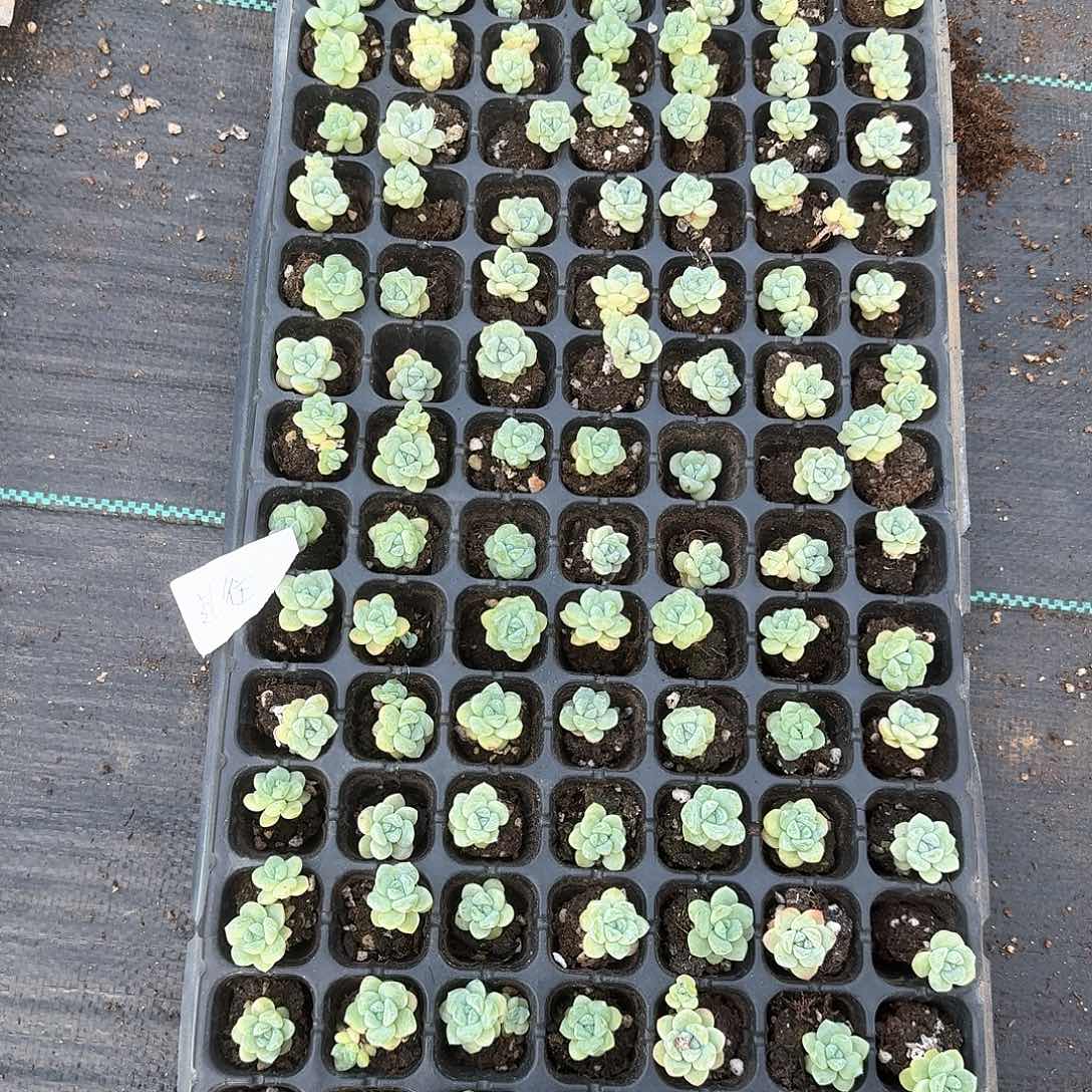 过往一物一拍专拍