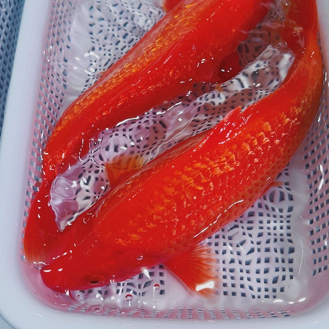 锦鲤锦鲤冷水鱼观赏