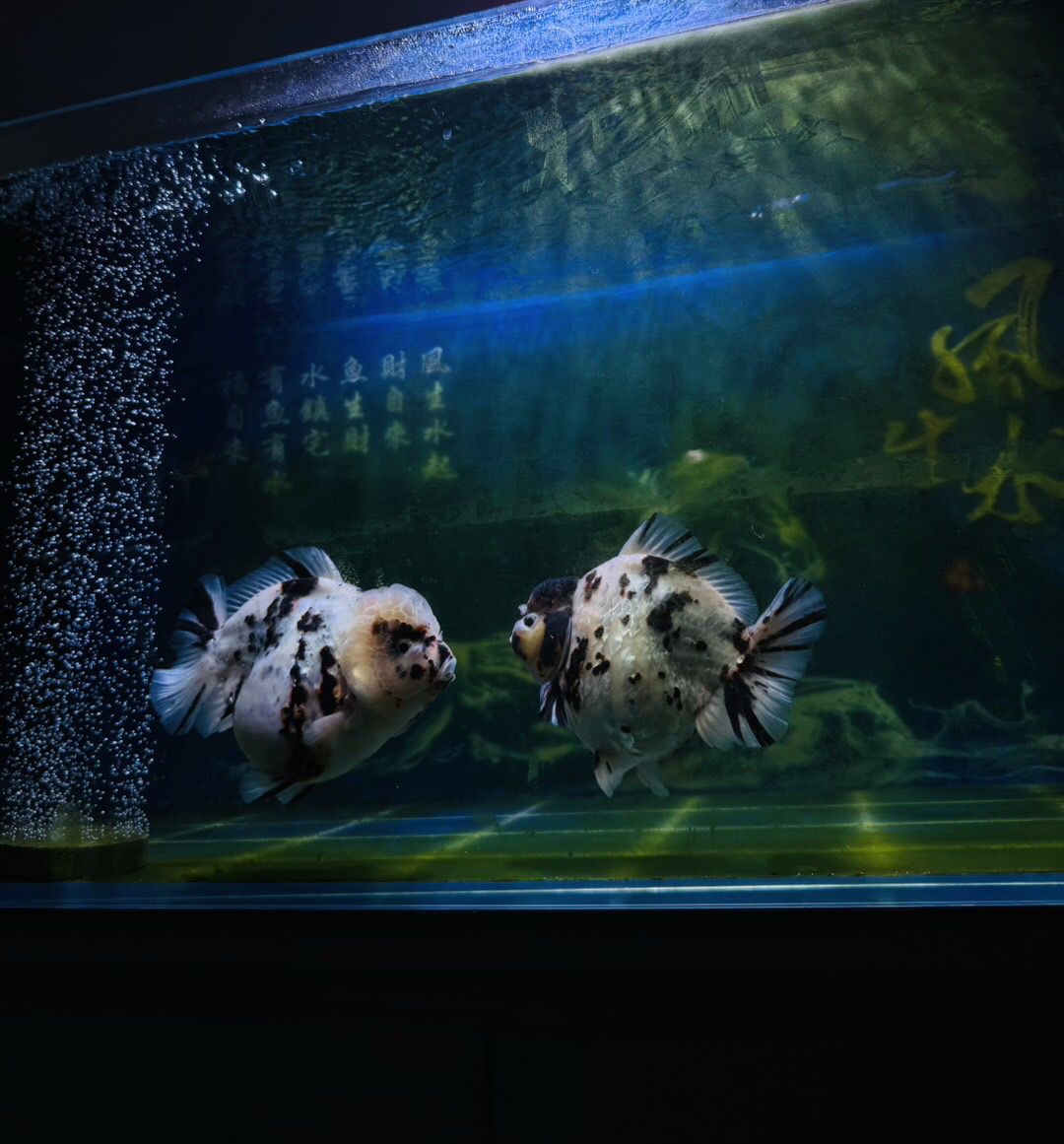 泰狮白虎金鱼活体冷水观赏鱼好养耐活检疫发货