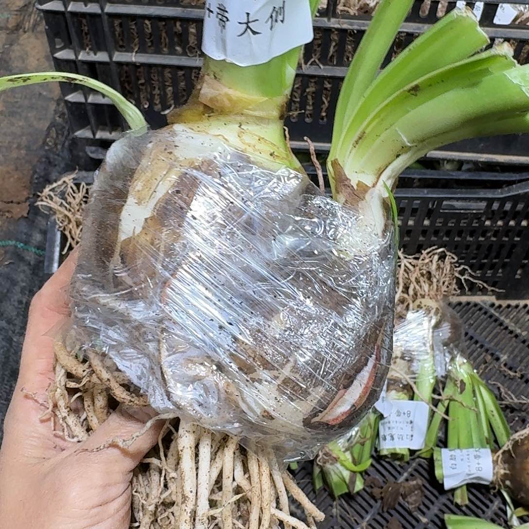 白勒鬼魅8+带大侧开花球