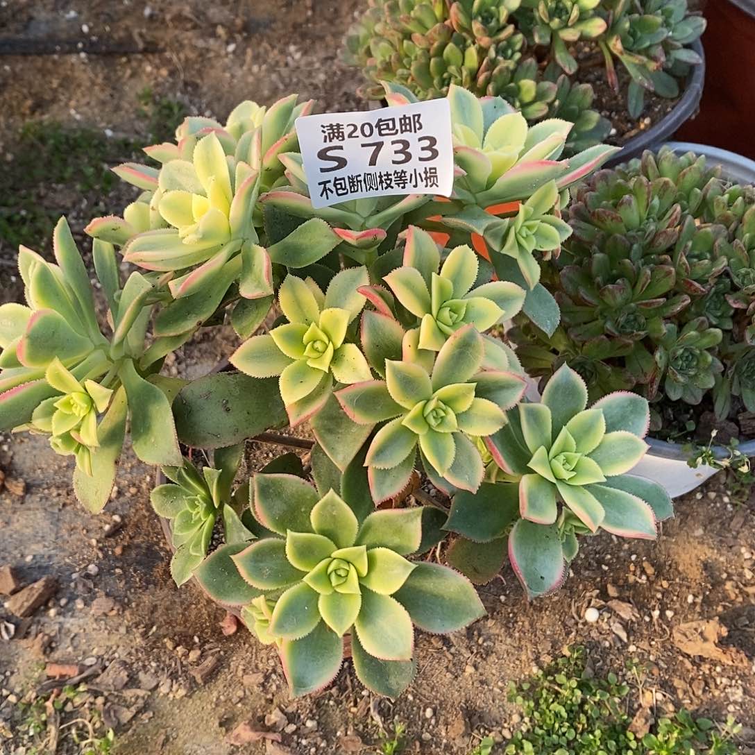 733艳日辉多肉法师锦