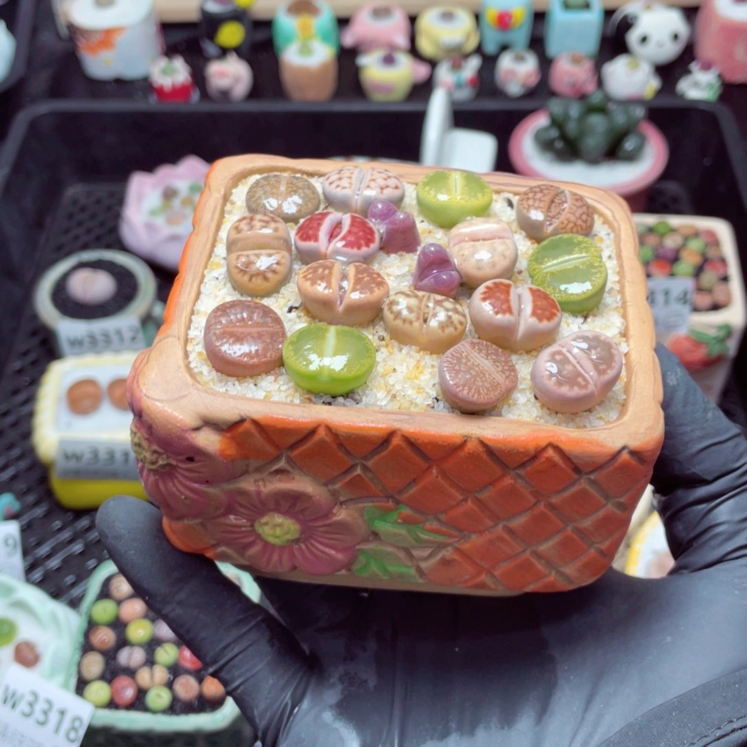 w3320--带盆土发货，零下地区拍保温箱