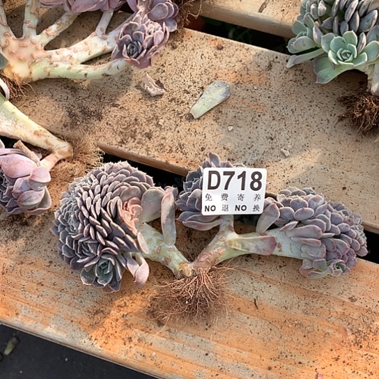 汉堡缀化718 亏本处理38包邮7-8天发货