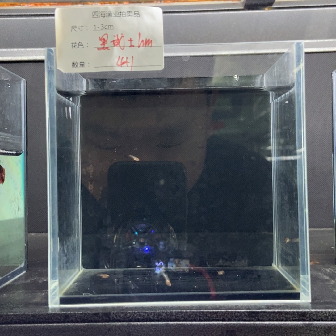 斗鱼包活不包损所见即所得023