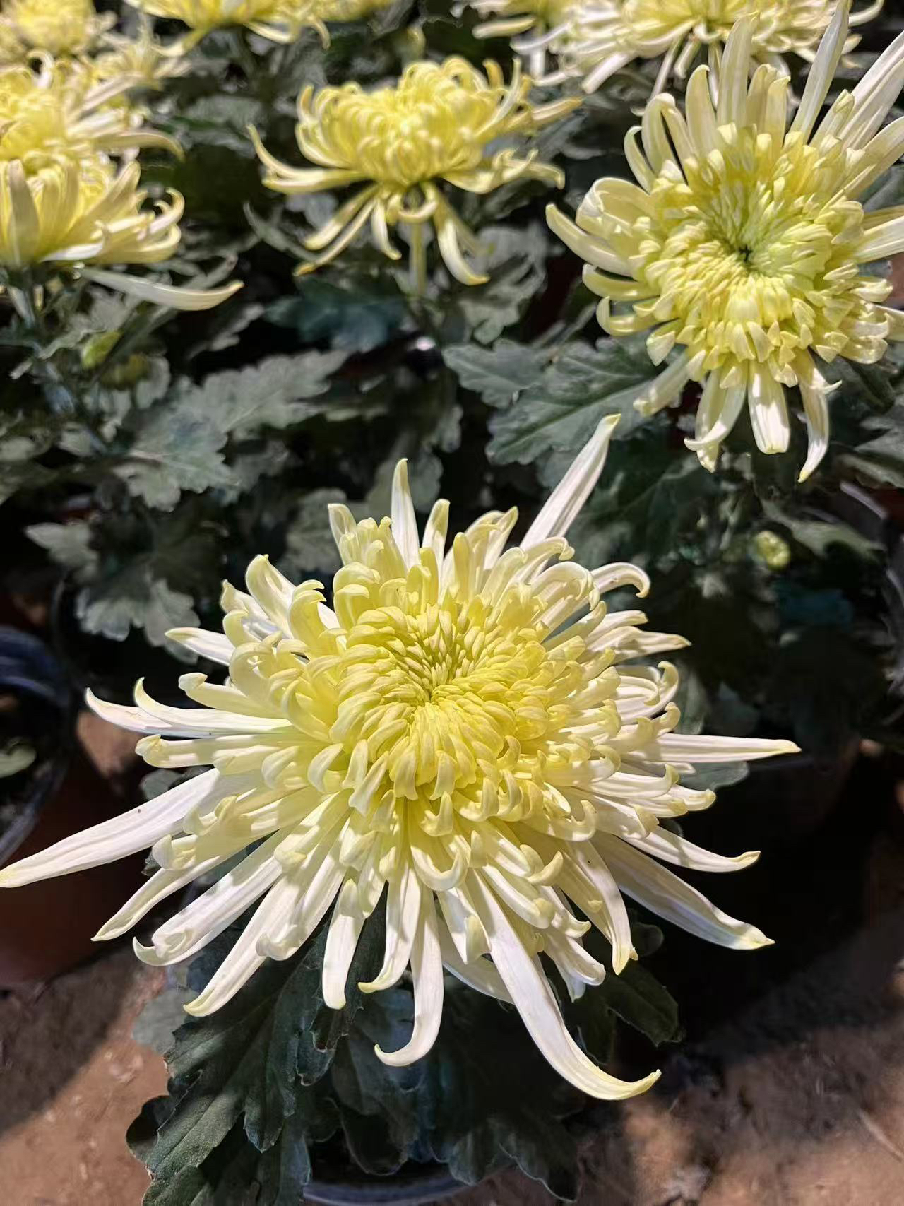 琥珀凝翠菊花苗2颗