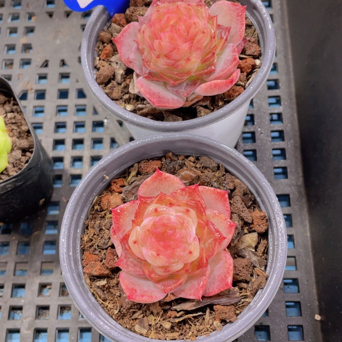 1364号 全状态糖心冻唇蜜单头一个