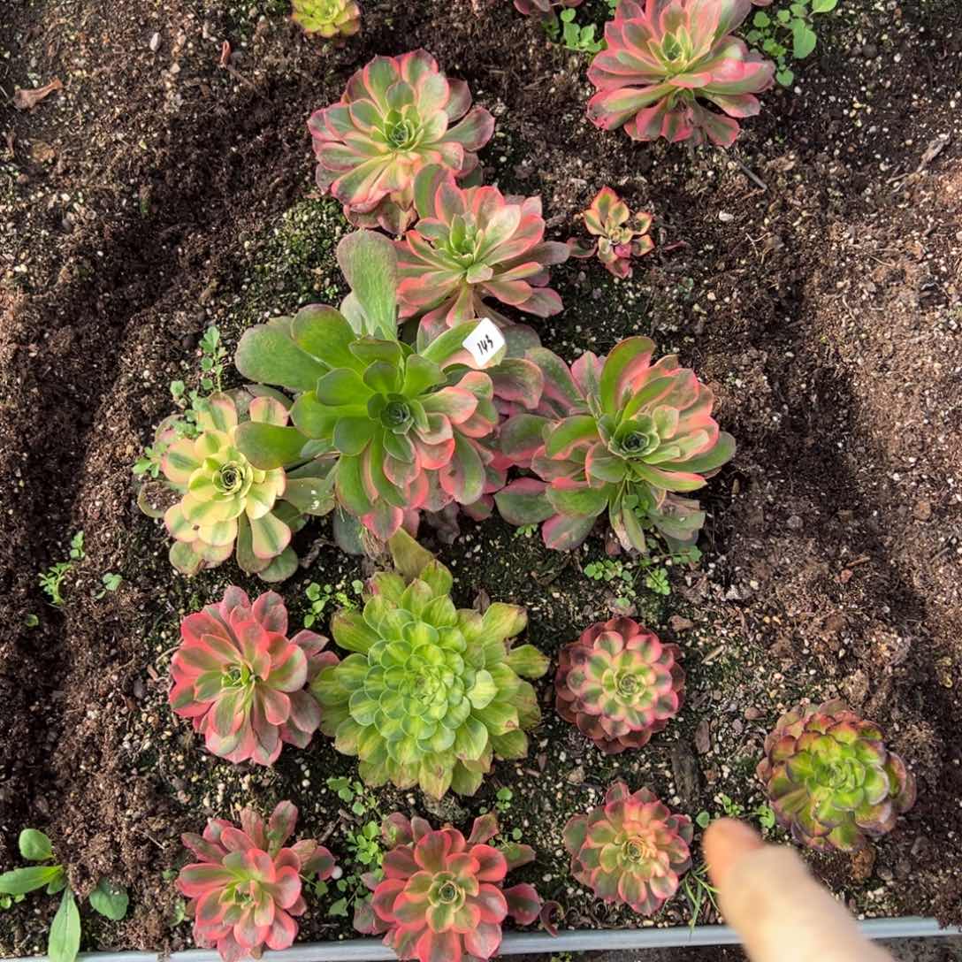 143一片多肉嘻嘻嘻