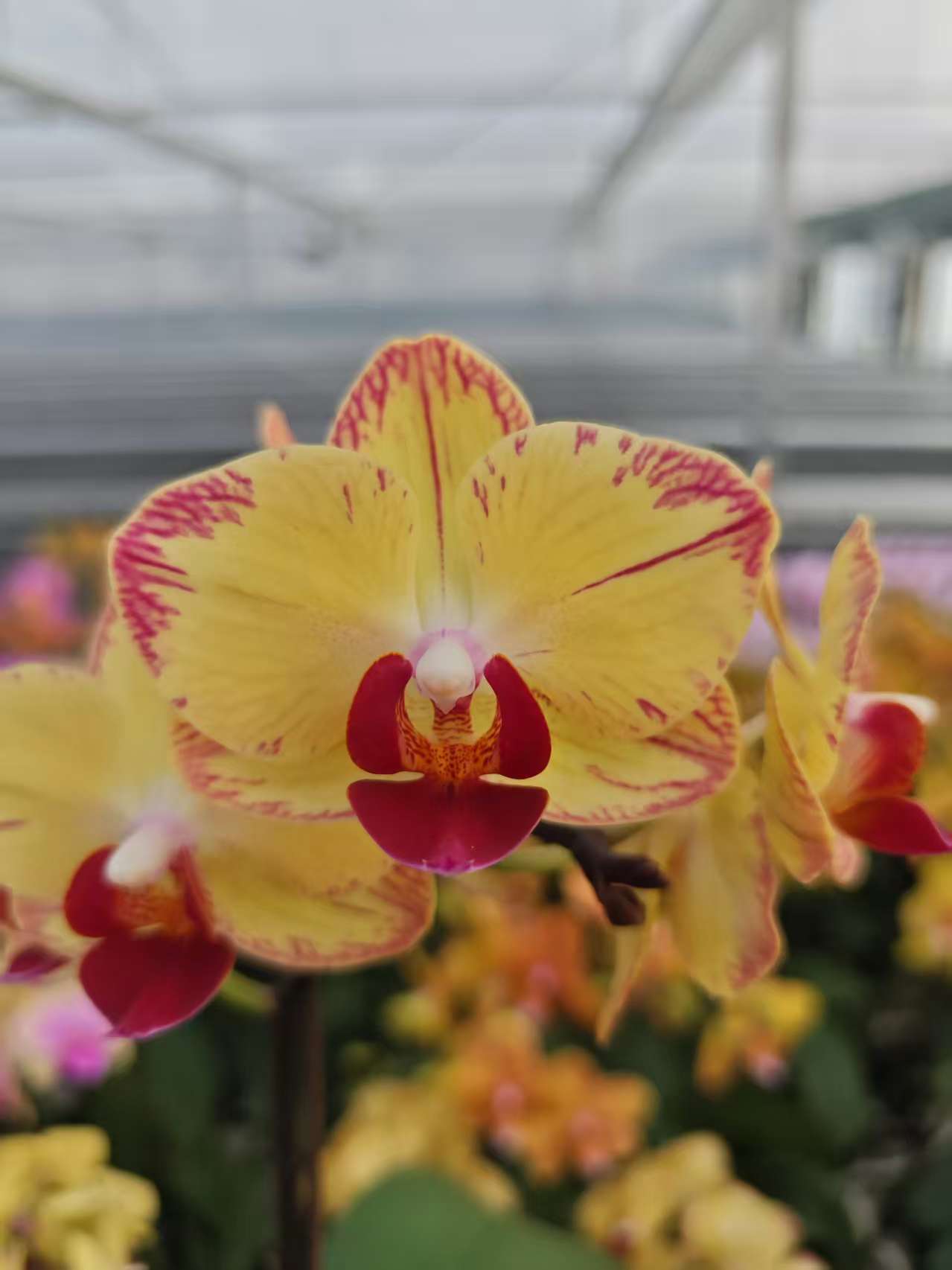 高品质黄色蝴蝶兰【金凤凰】带花剑带花苞四季开花室内好养盆栽