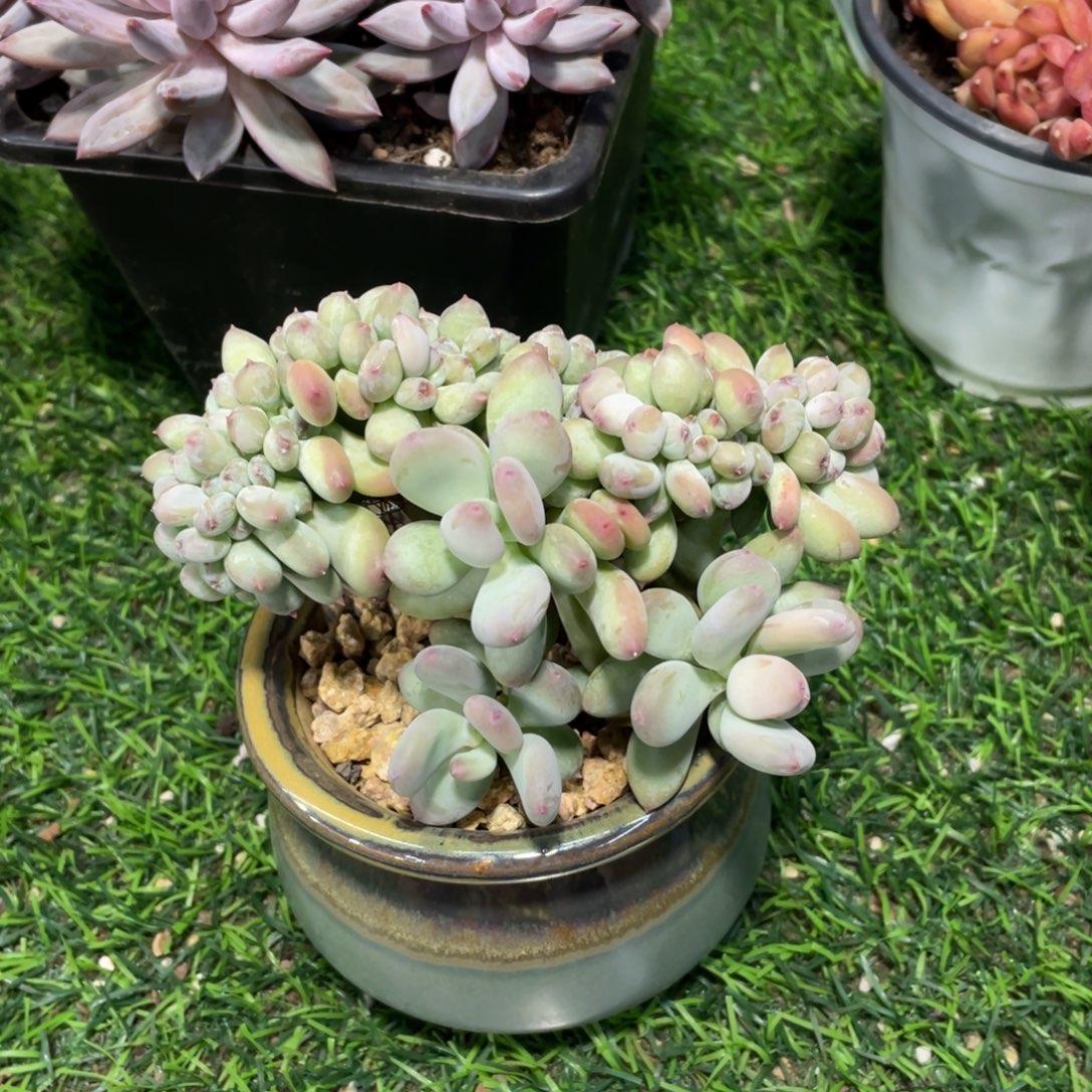 小***橙三日月美人冠幅12 公分一物一拍