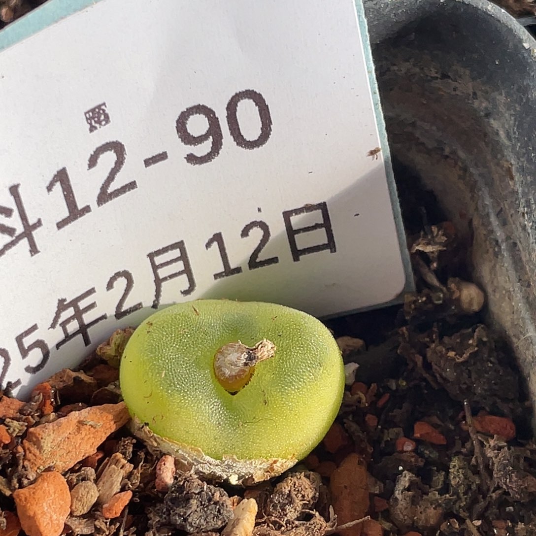 12-90水晶鞋多肉植物