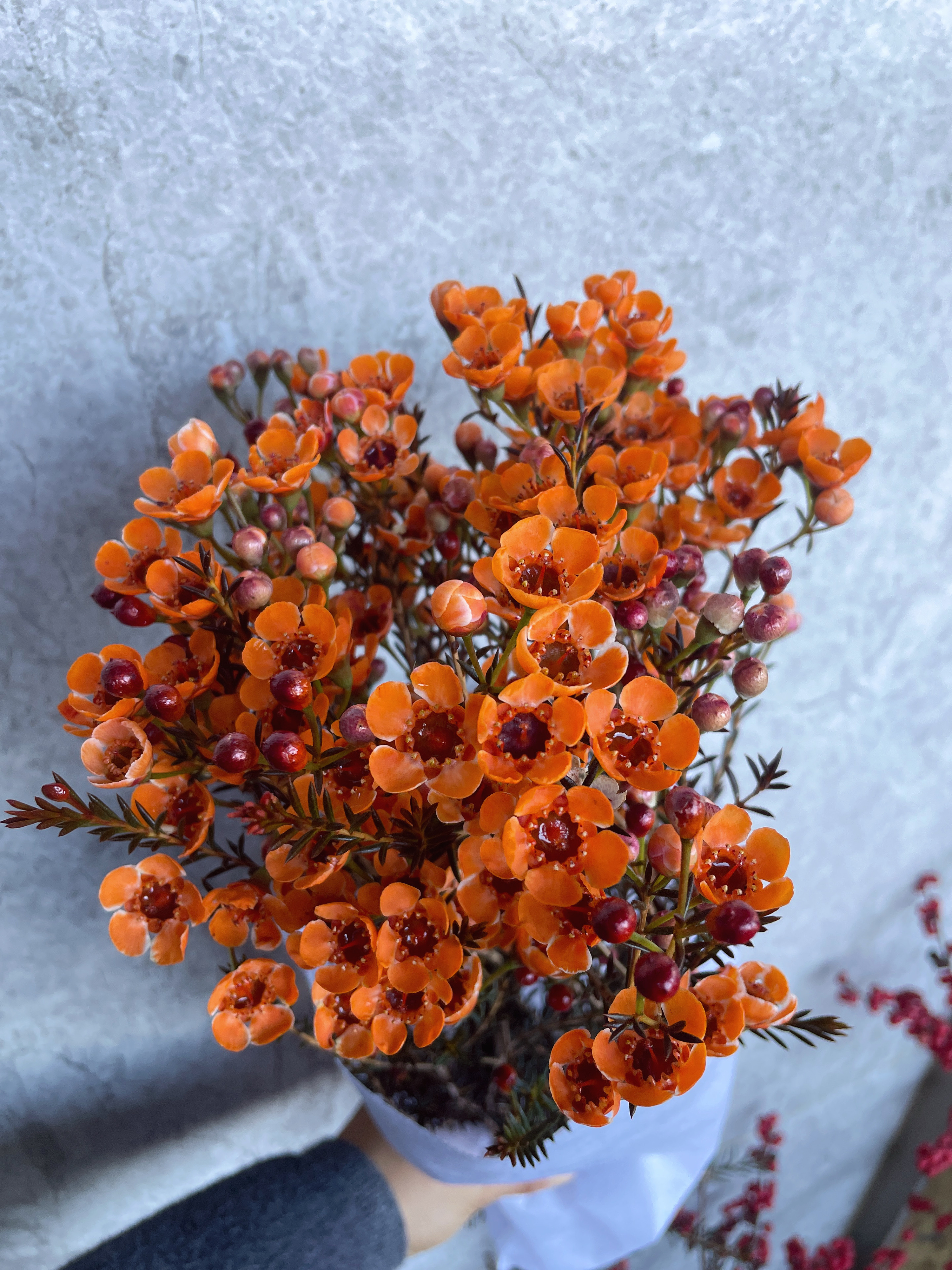 澳洲腊梅鲜花高品质A级长款平头开花云南基地直发鲜切花水养插花