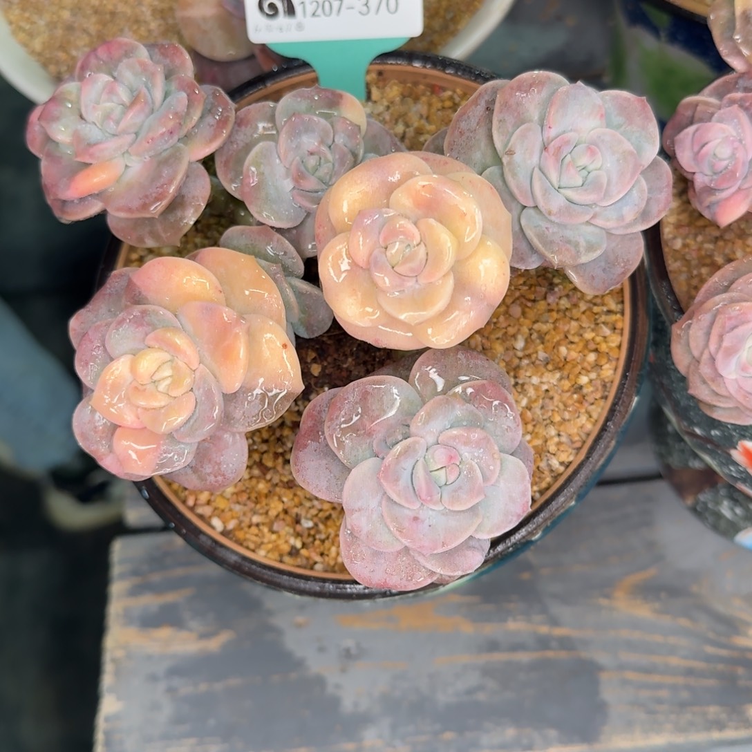 从前慢多肉精选编号1207.370