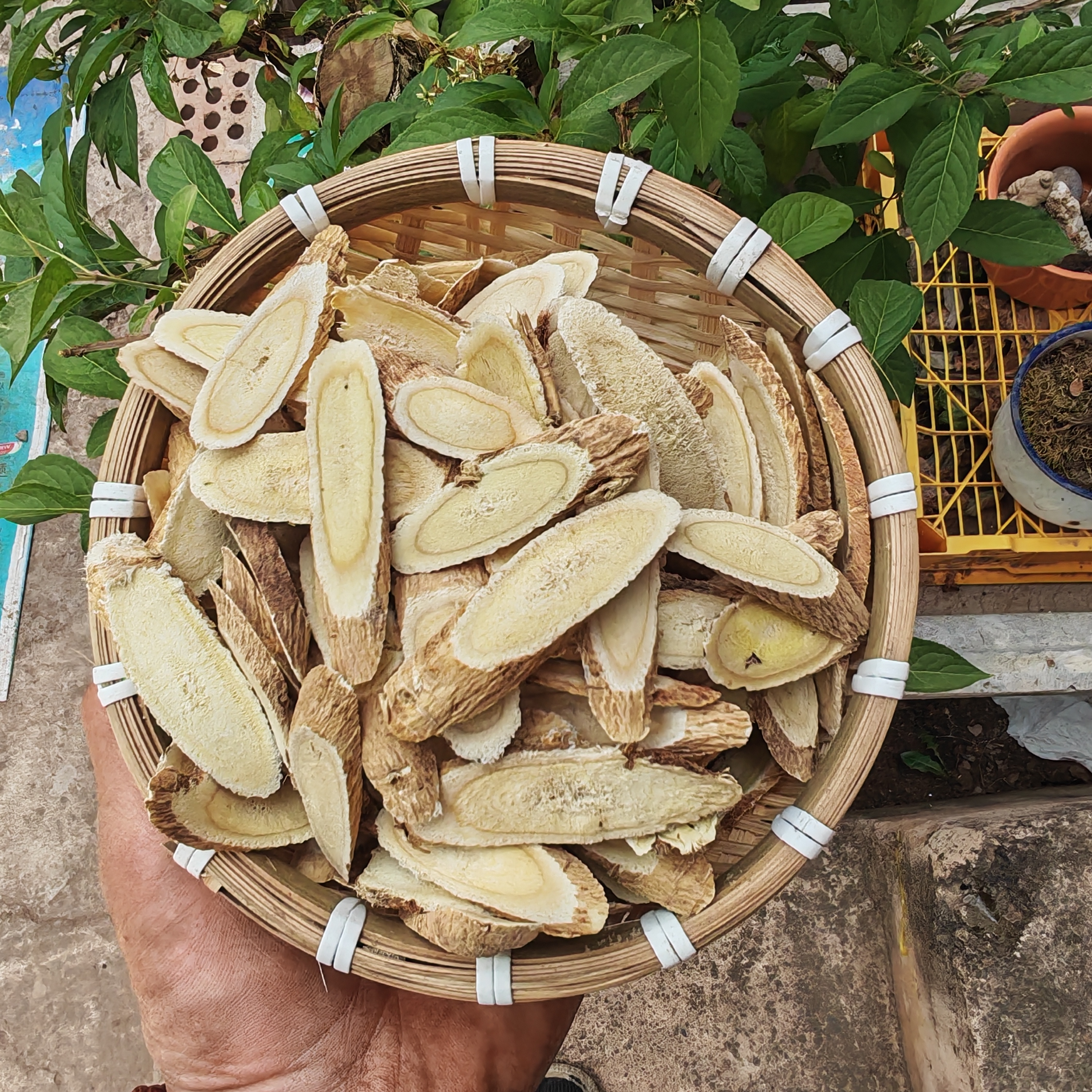 甘肃岷县高海拔农家黄芪250克包邮无硫无添加