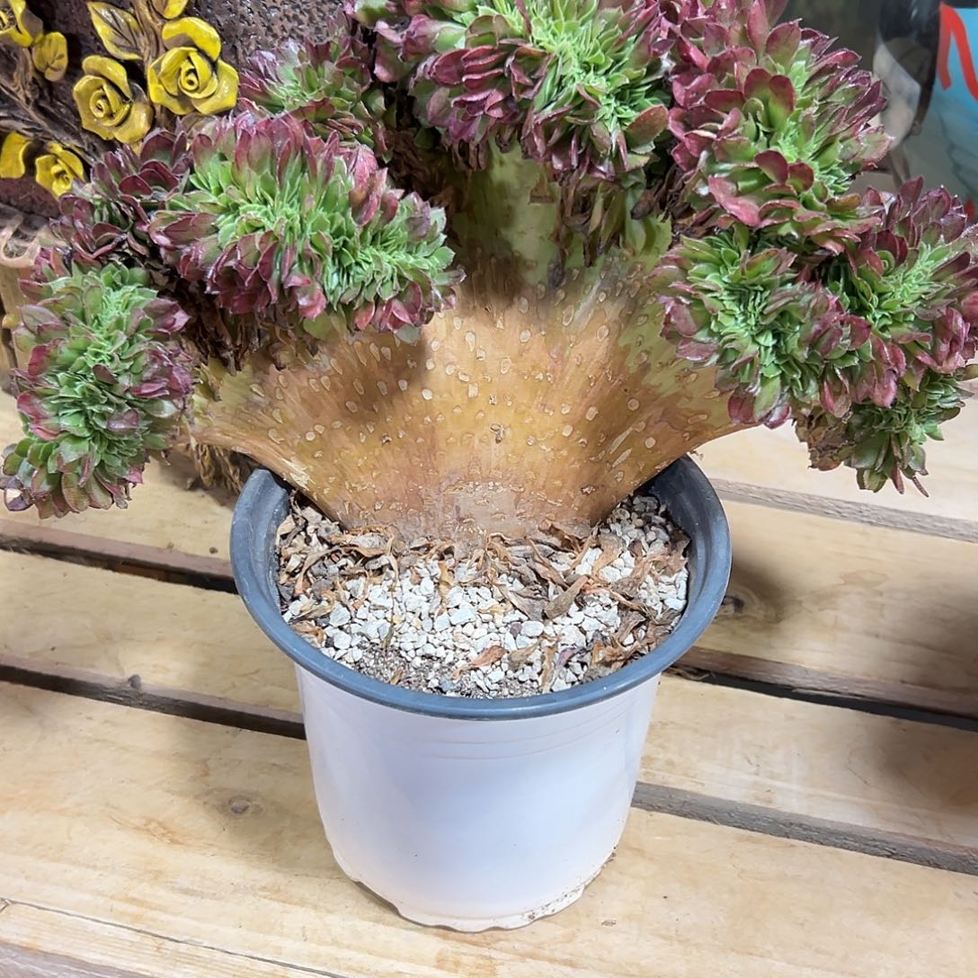 海王缀化老桩厚板