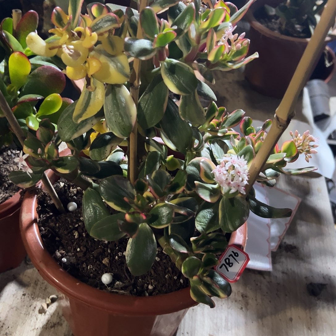 清***来稀有三色变异锦脱土发货7876