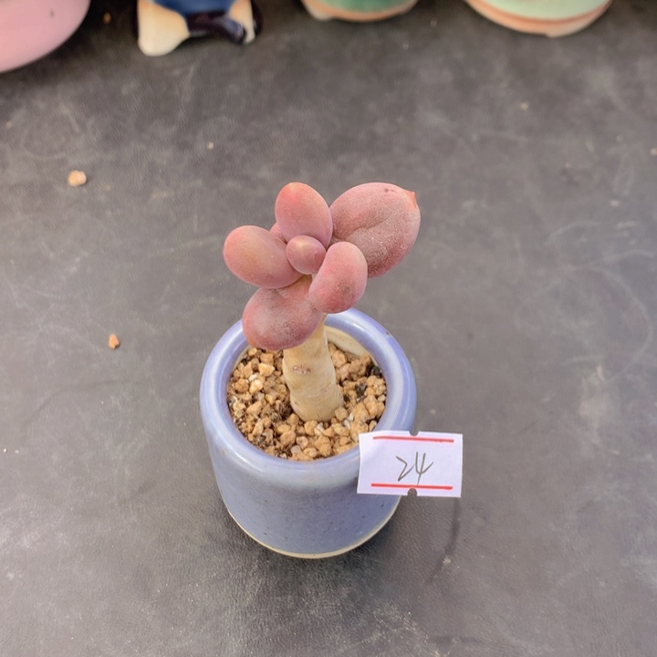 一物一拍满30包邮 24