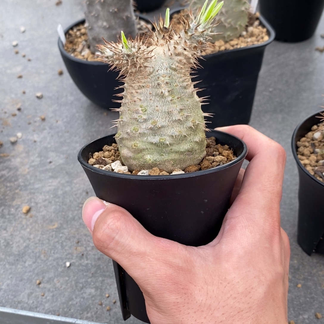 王***蛋象牙宫 实生 无双