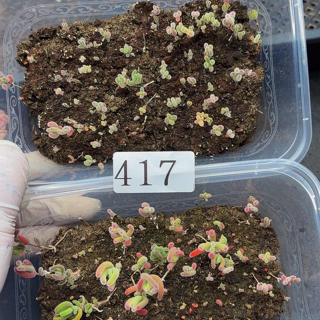 多肉植物多肉植物417