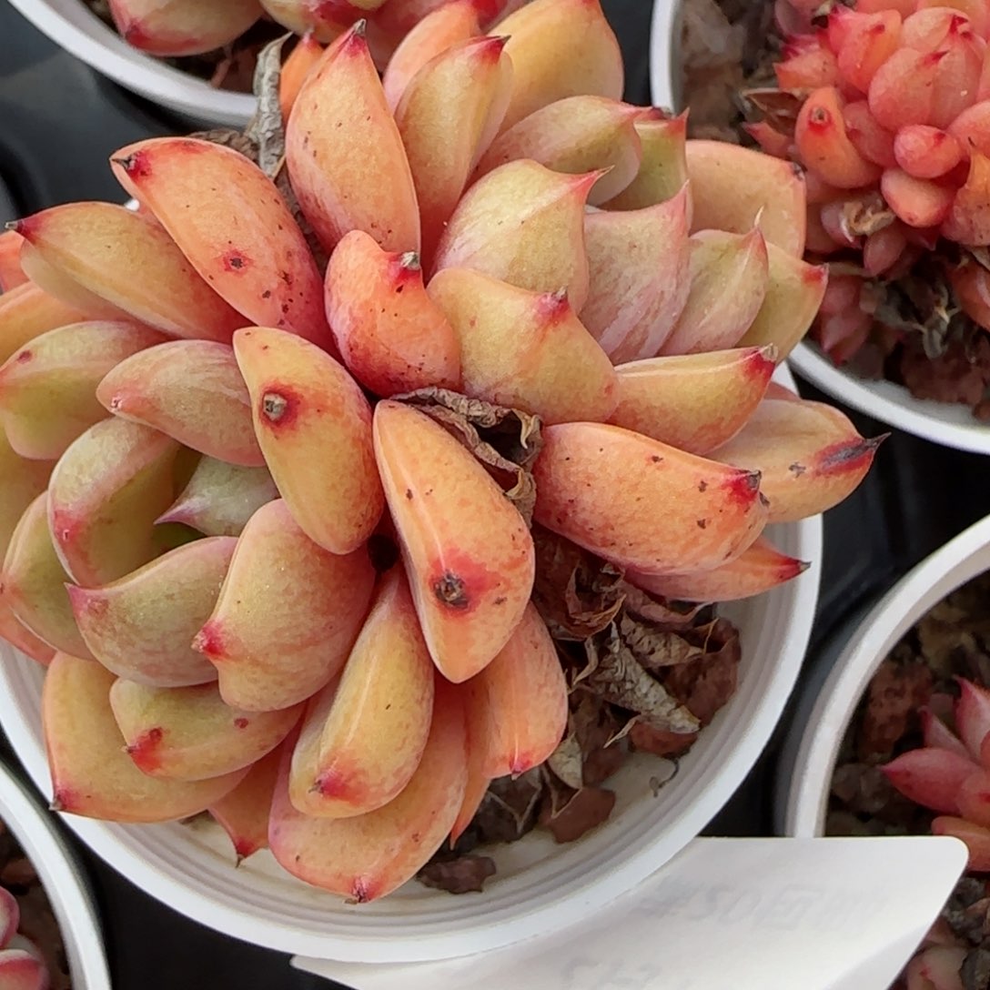 花语逸境0210-523