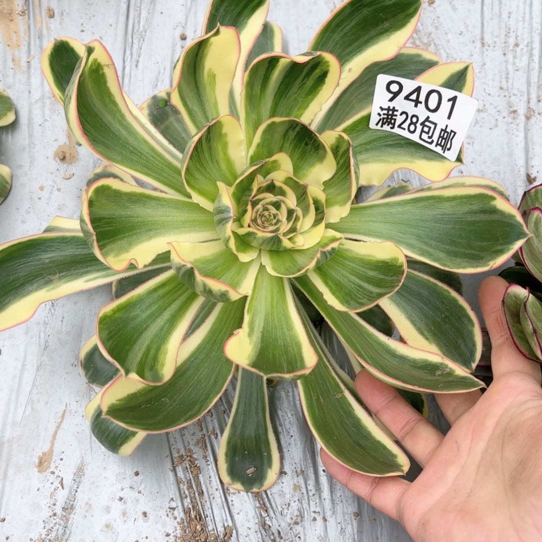 C 9401燕姿多肉111