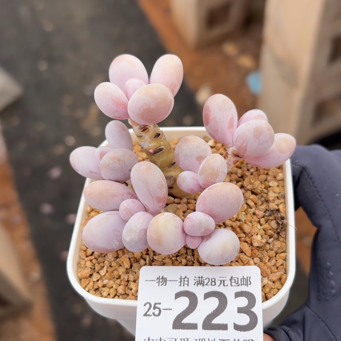 奶酪无盆土发货无