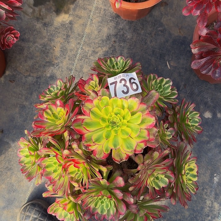 00000000000000000000736舞天姬