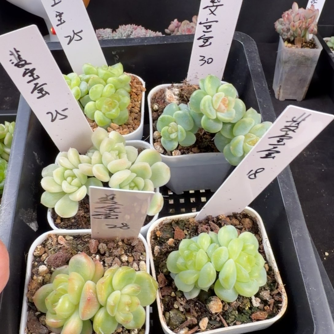 斐***宝菲宝宝五颗一组包邮