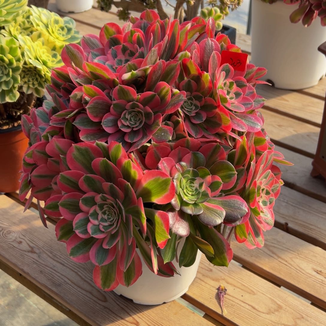 203炖肉植物发货初恋