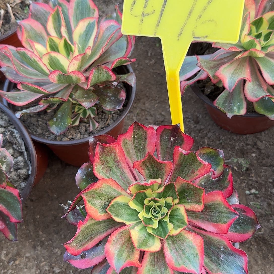 4176---魅影多头多肉