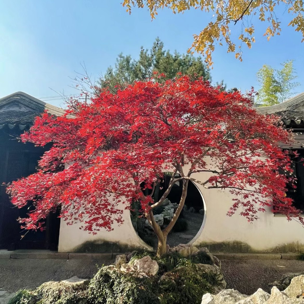 日本红枫树苗庭院四季红红舞姬耐寒地栽盆栽风景树园林绿化苗