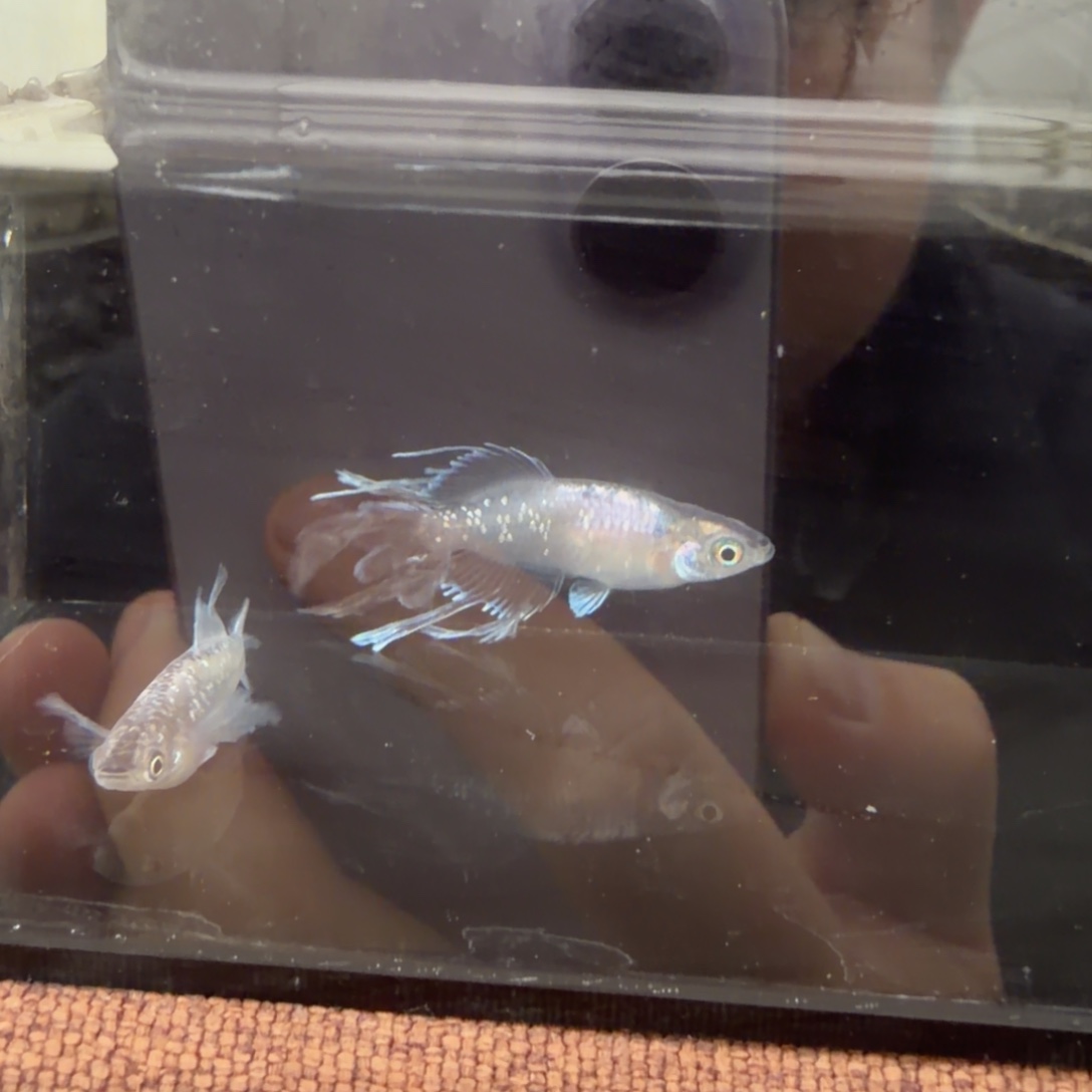 青鳉鱼610.黑桃一对