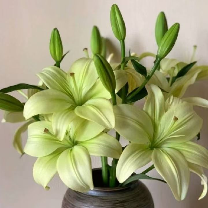 《稀有亚百合-童年》云南鲜花基地直发水养鲜花家用百合