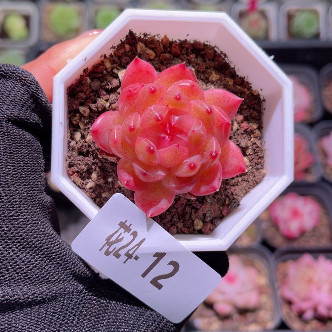 花24-12精选溏心