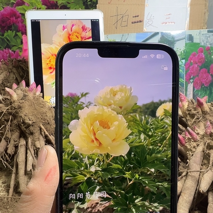 完全开放芭比啦黄色