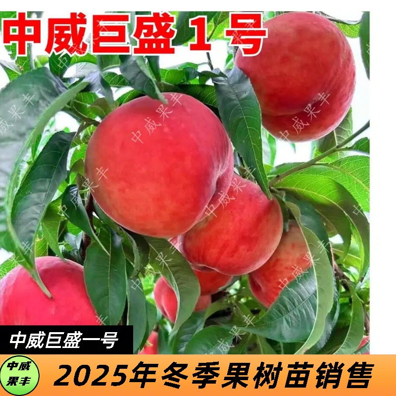 巨盛一号特早熟毛桃 5月下旬初成熟 脆甜清香丰产耐储运