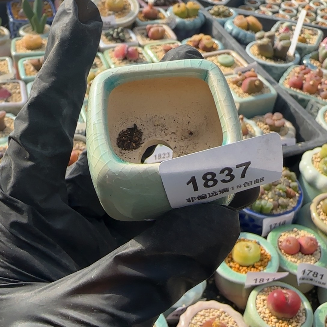 F***g1837--一物一拍 带盆