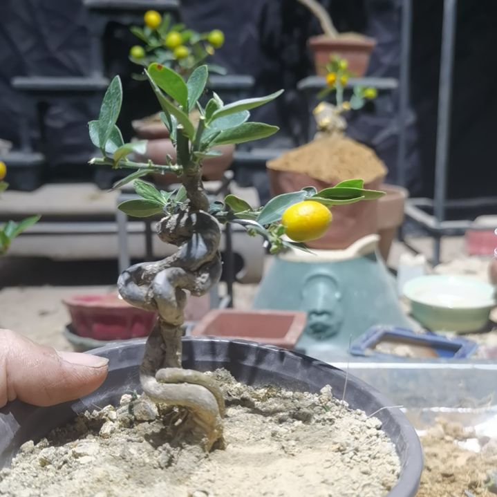 完全开放金豆小橘子绿植树