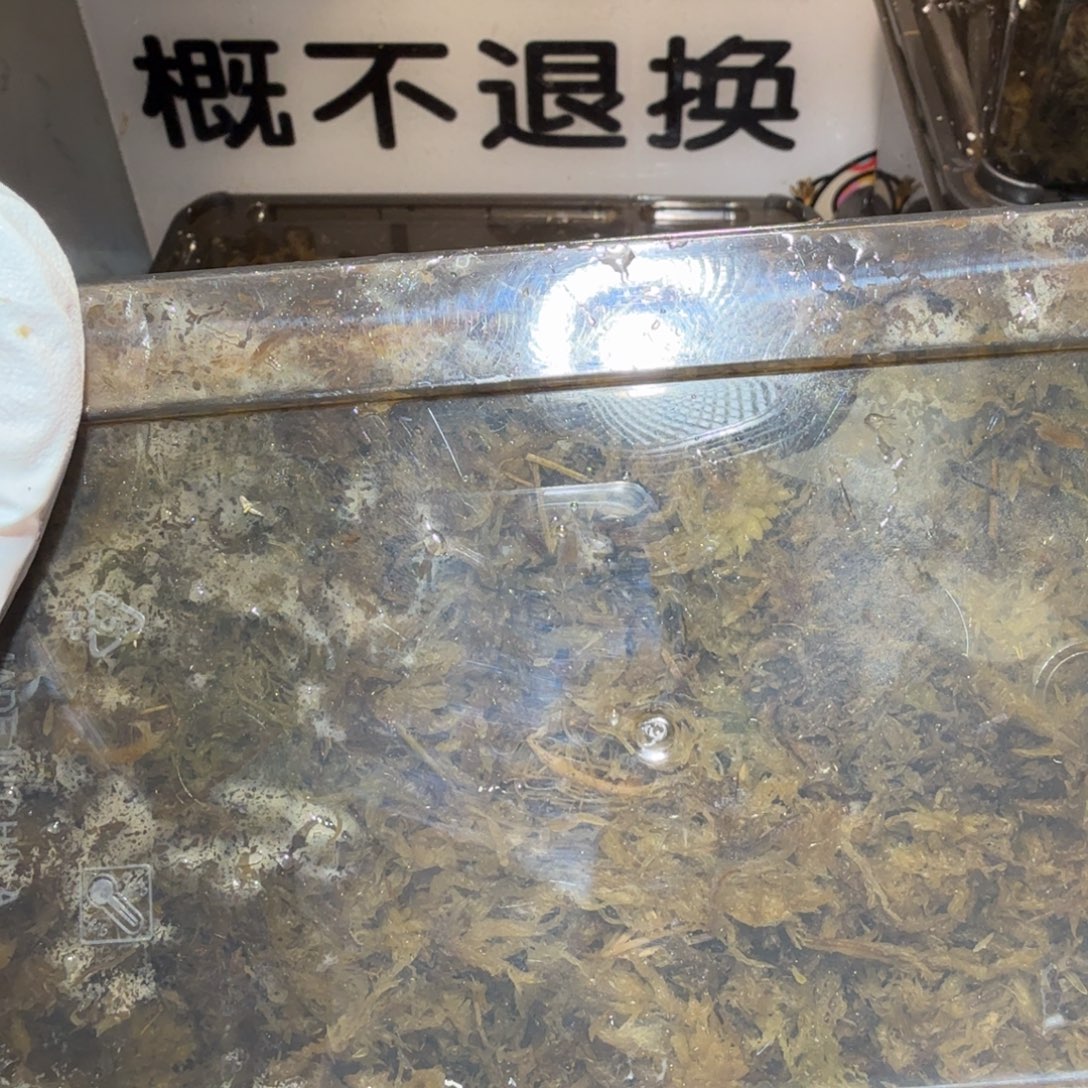 草莓专拍空运补差