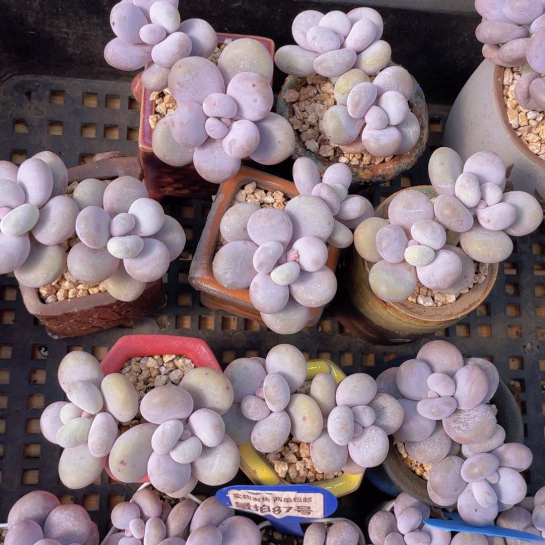 量拍87号 大叶奶水光针原始奶双头一个