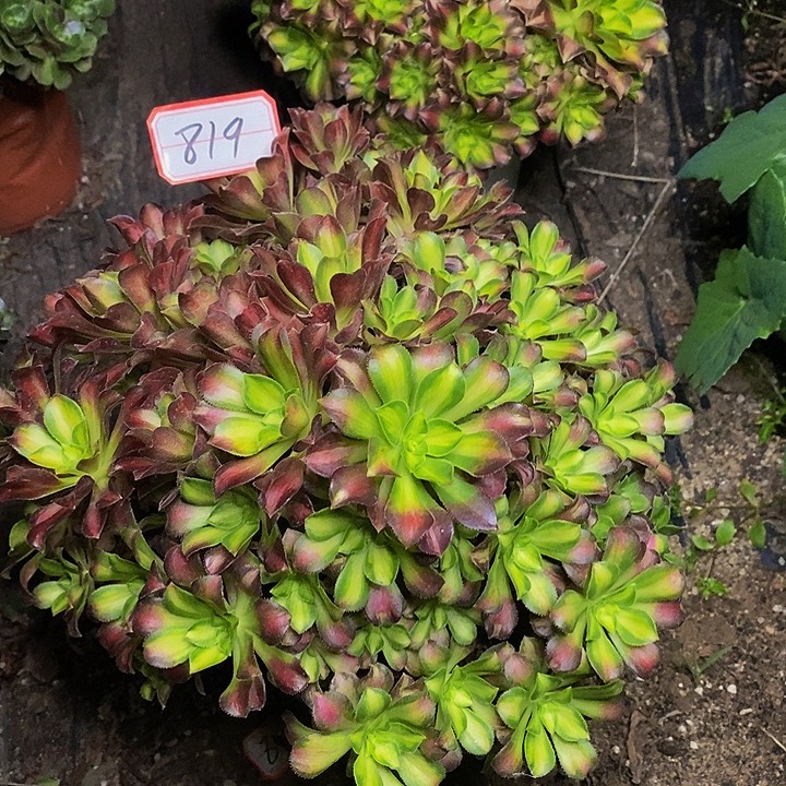 祈***安红韶华老桩朵朵819号