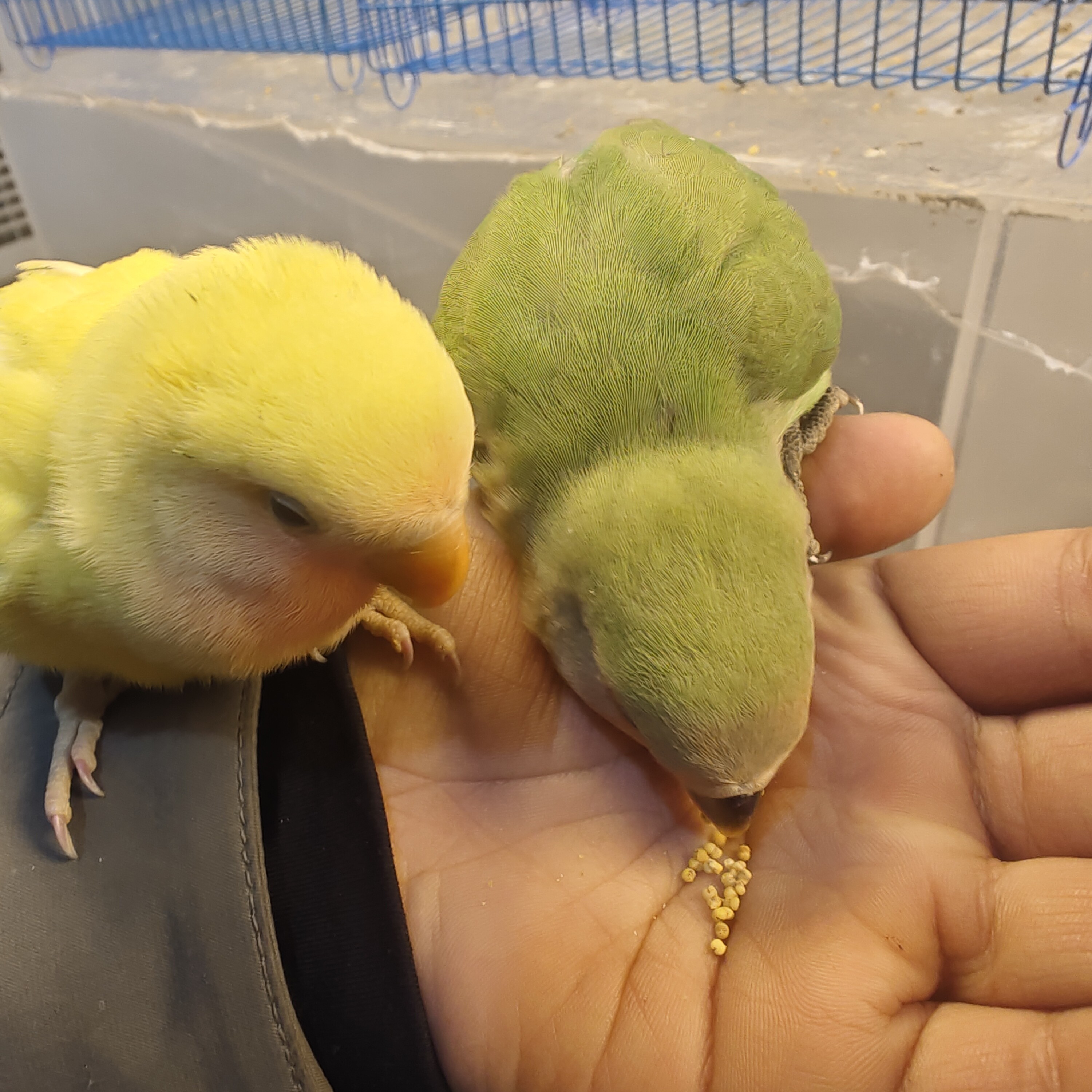 牡丹鹦鹉训练技能