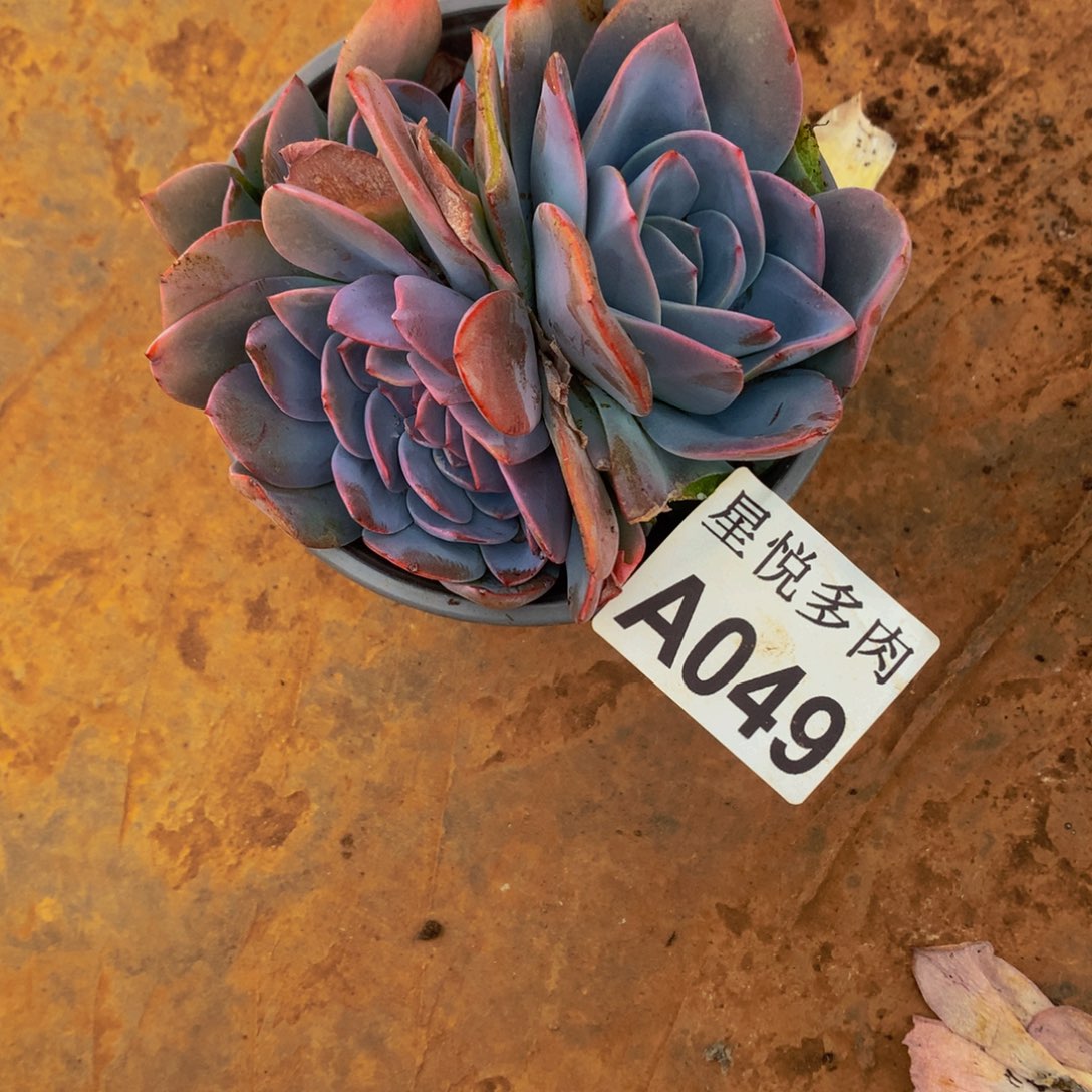 星悦多肉    A049