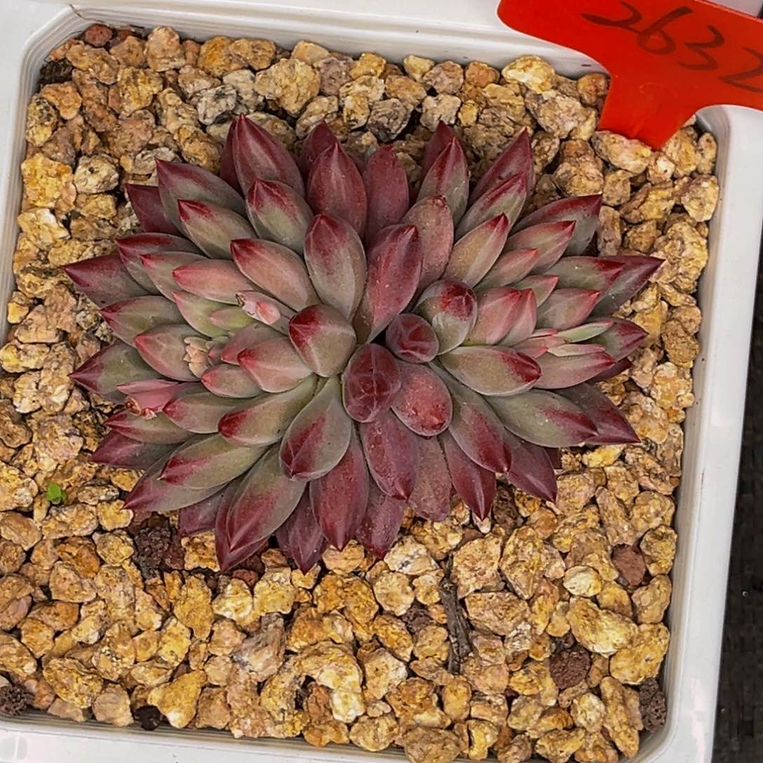 2632号晚上多肉植物群生